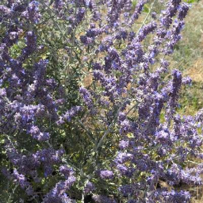 Jamie :3 🏳️‍⚧️